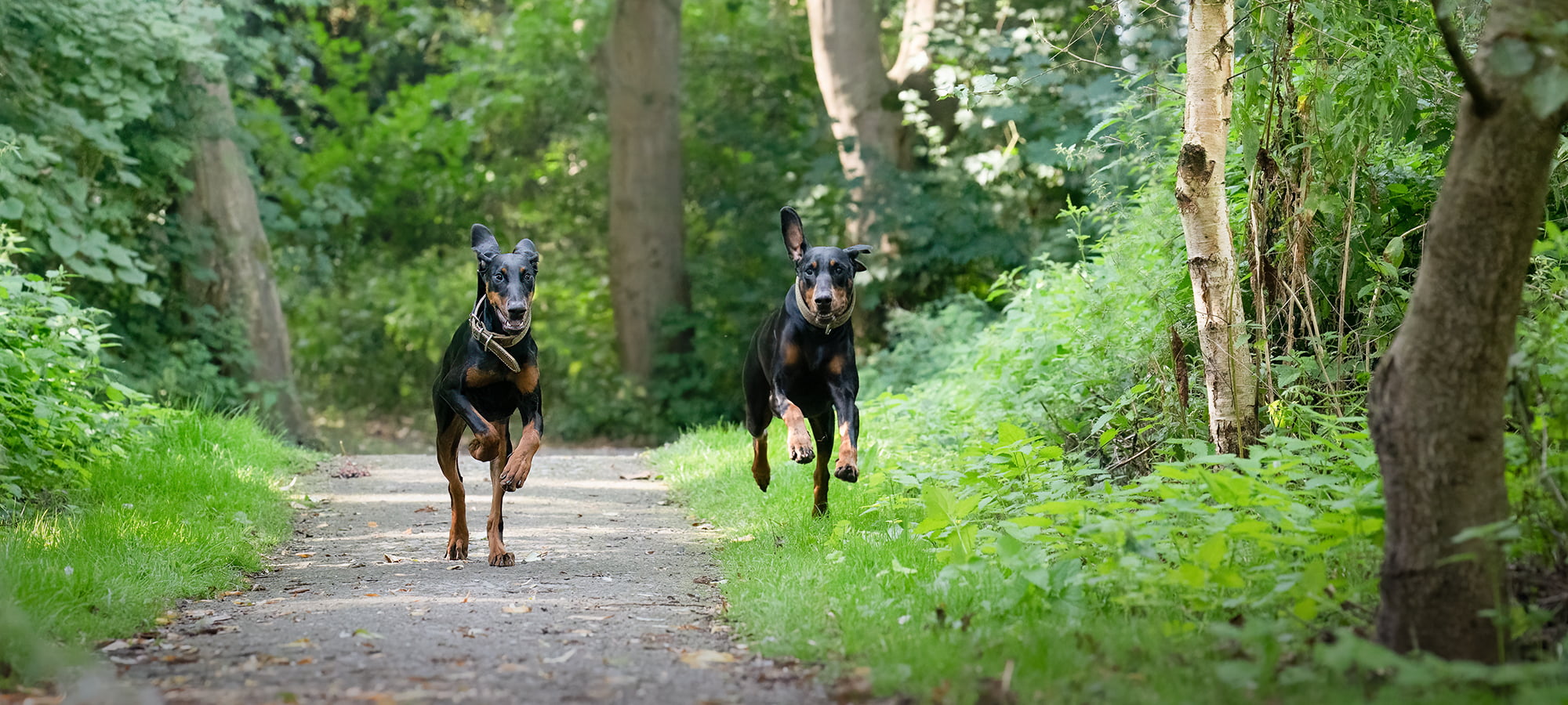doberman wearing ox leather dog collars
