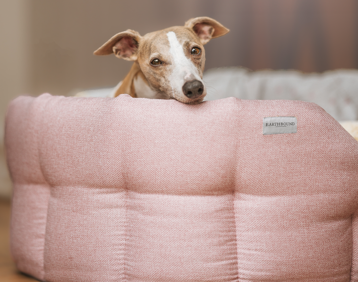 Dog peeking over a pink cushion with a brand label on a blurred background