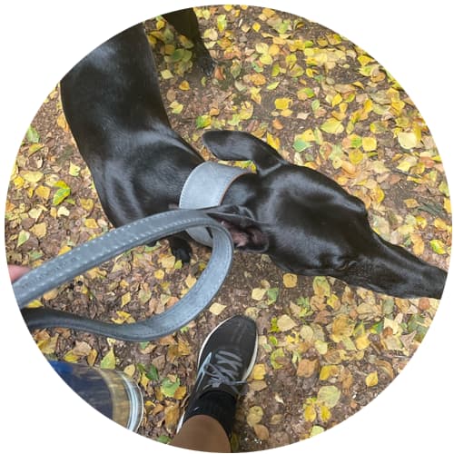 testimonial from customer for grey leather whippet collar and whippet lead