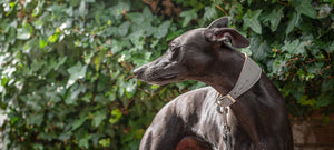 whippet wearing a grey leather whippet collar
