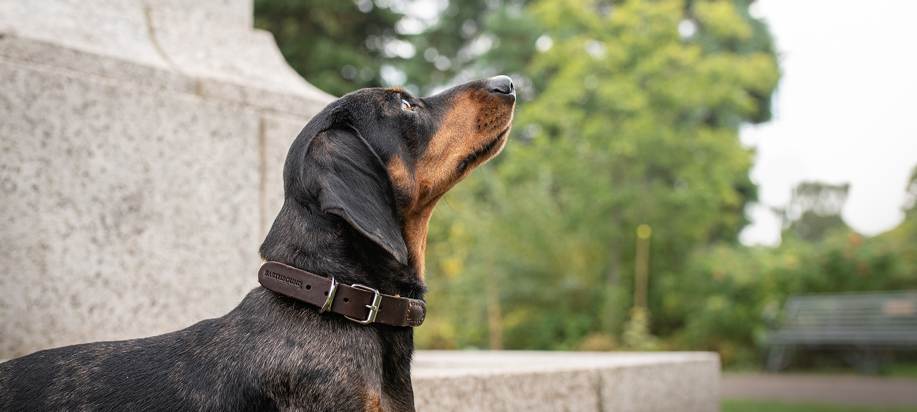 Dachshund wearing a beige braided nylon dog collar