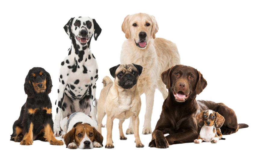 different dog breeds