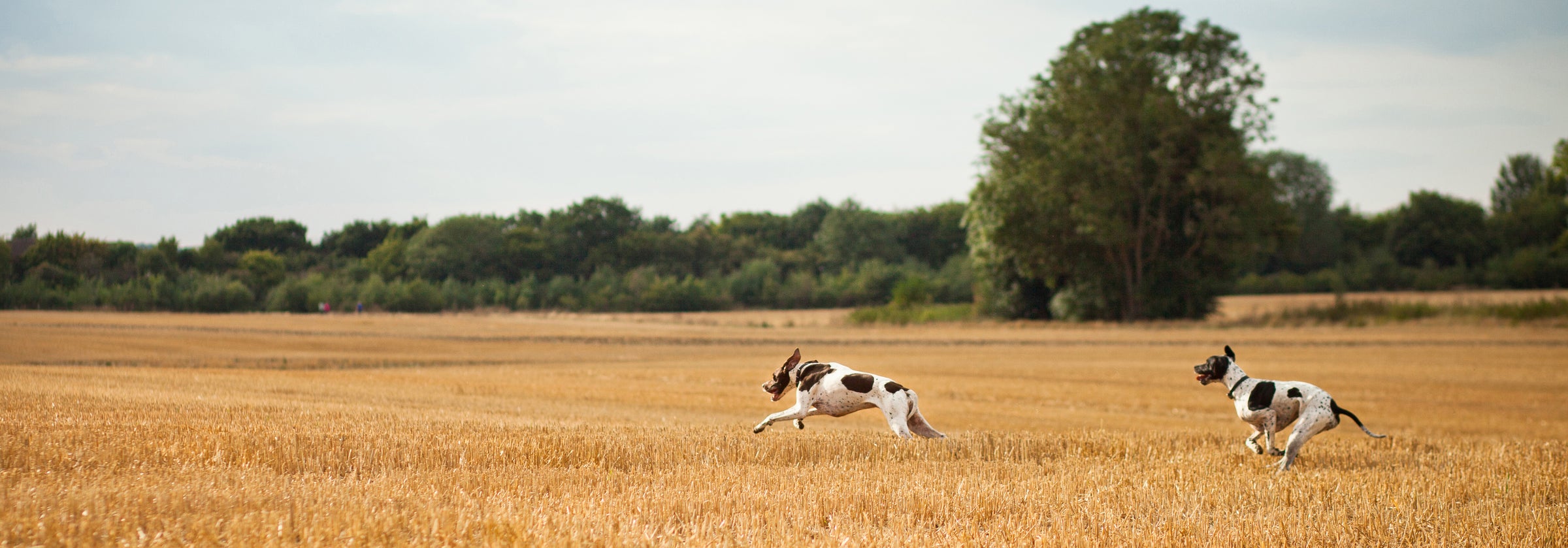 dogs running