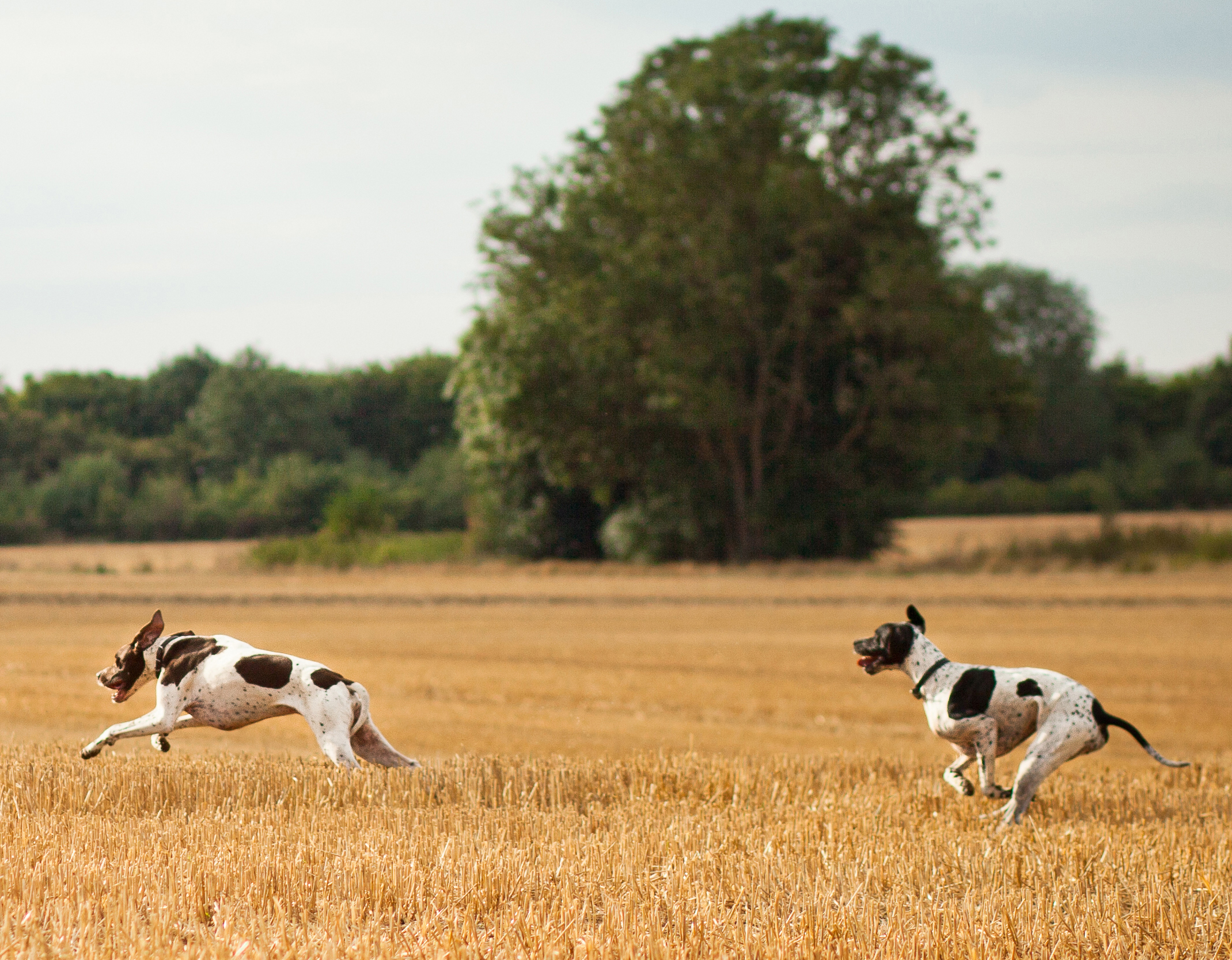 2 dogs running