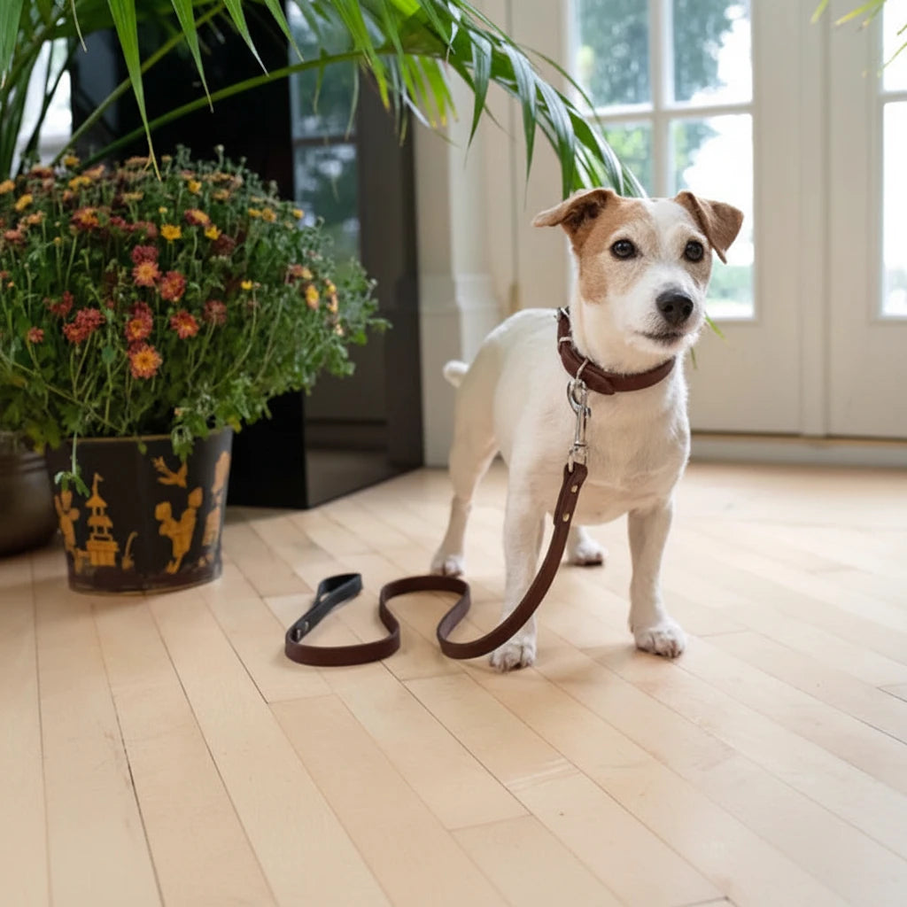 Dog on a leash standing indoors with a potted plant and large windows in the background