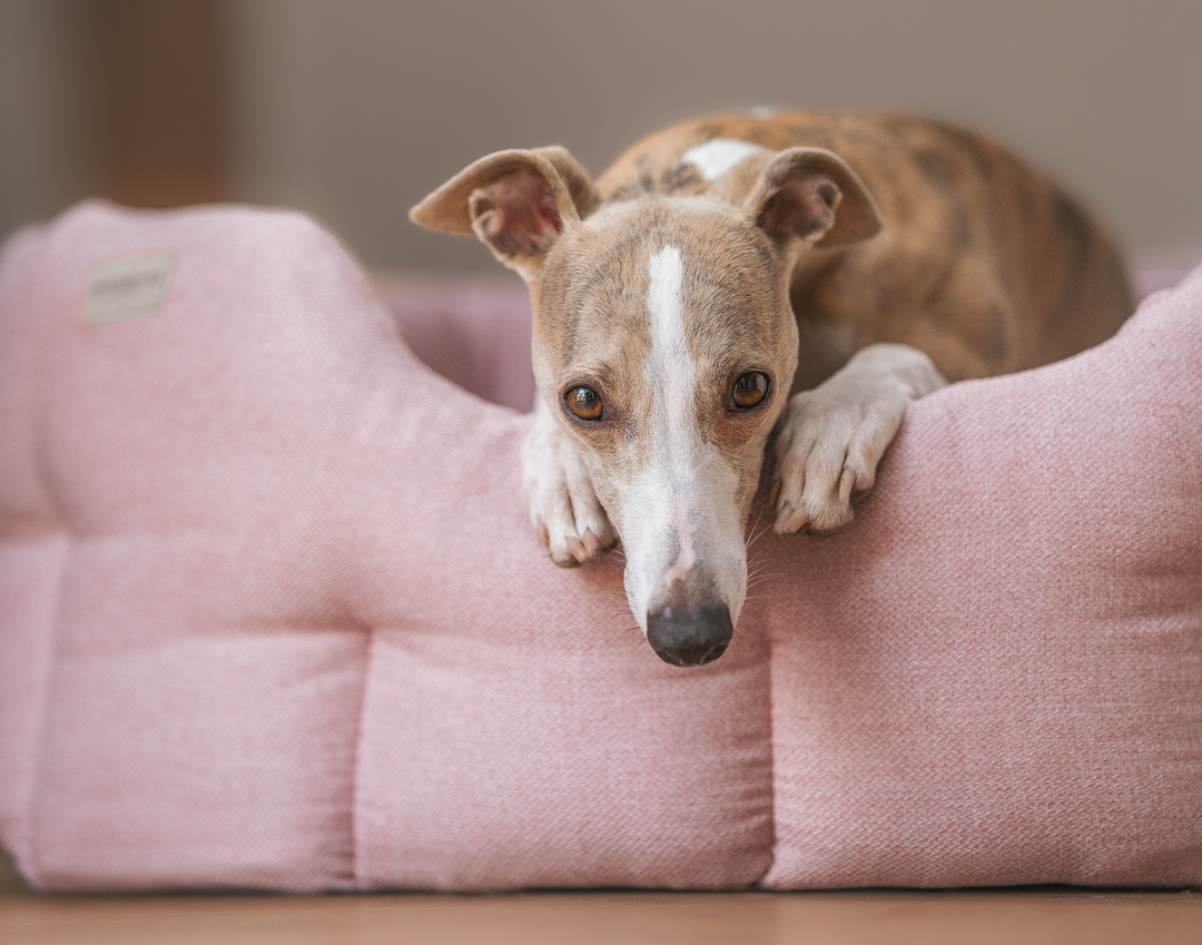 Dog lying on a pink cushion with a blurred background