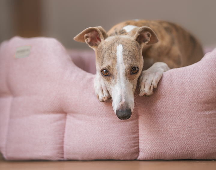 Dog lying on a pink cushion with a blurred background