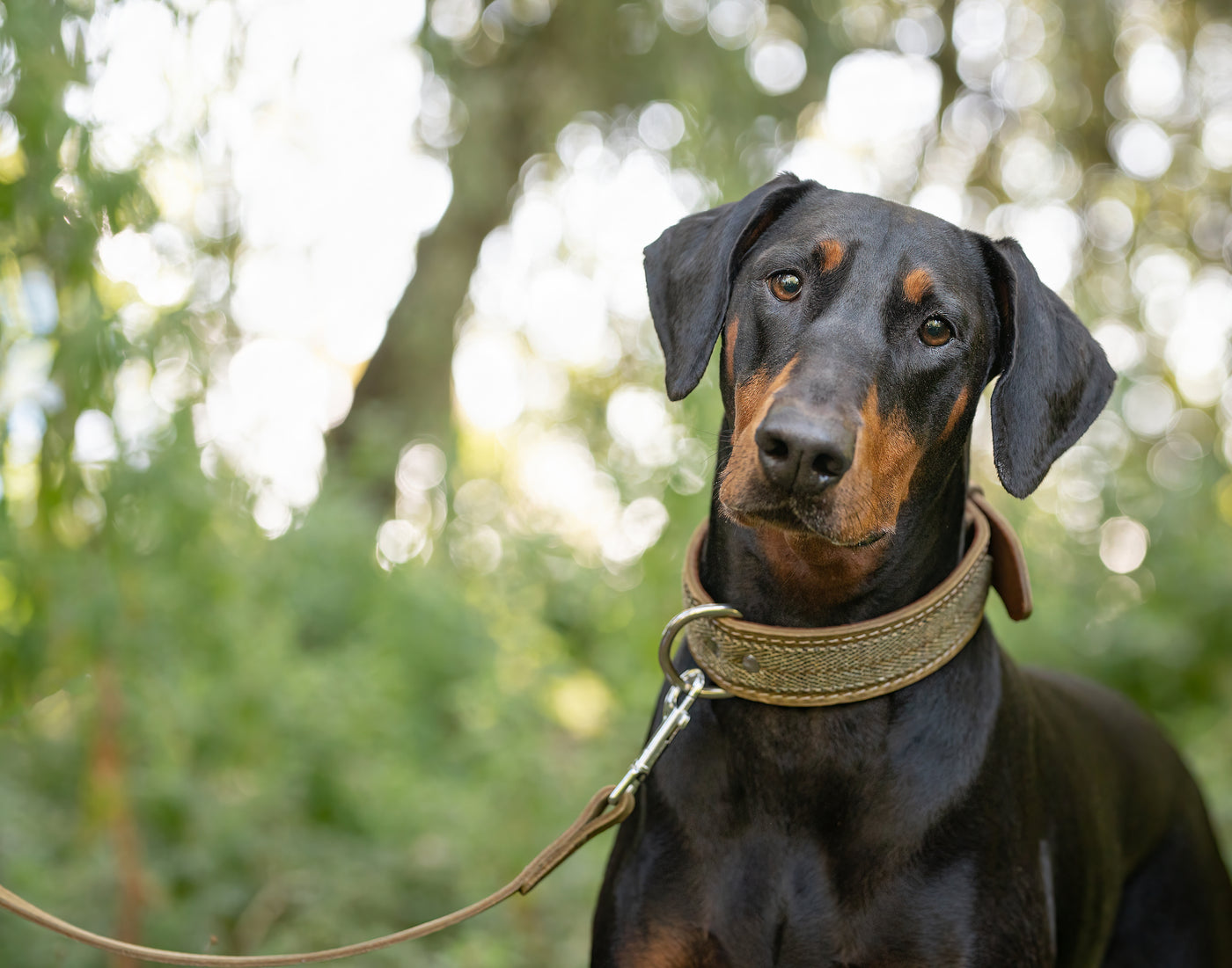 doberman wearing a green ox tweed leather dog collar and green ox tweed leather dog lead