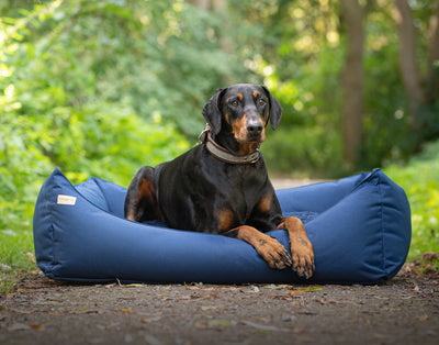 doberman sitting in a navy waterproof rectangular removable dog bed and wearing a beige ox tweed leather dog collar