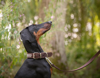 doberman wearing a beige ox tweed leather dog collar and beige ox tweed leather dog lead