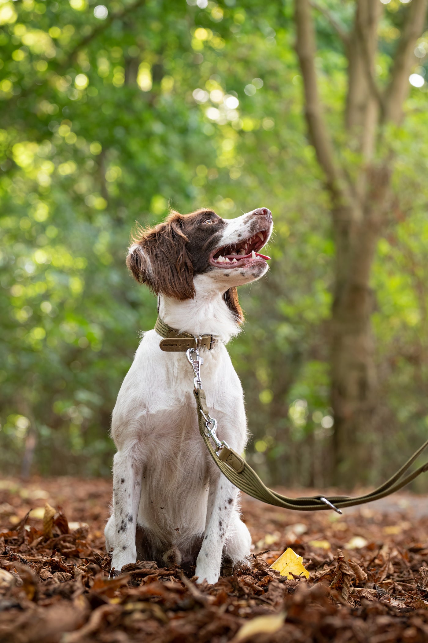 dog wearing a green cotton dog collar in the woods lifestyle image