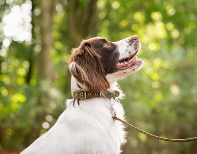 dog wearing a green tweed dog collar and green tweed dog lead