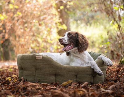 dog sitting in a waterproof green tweed classic round dog bed