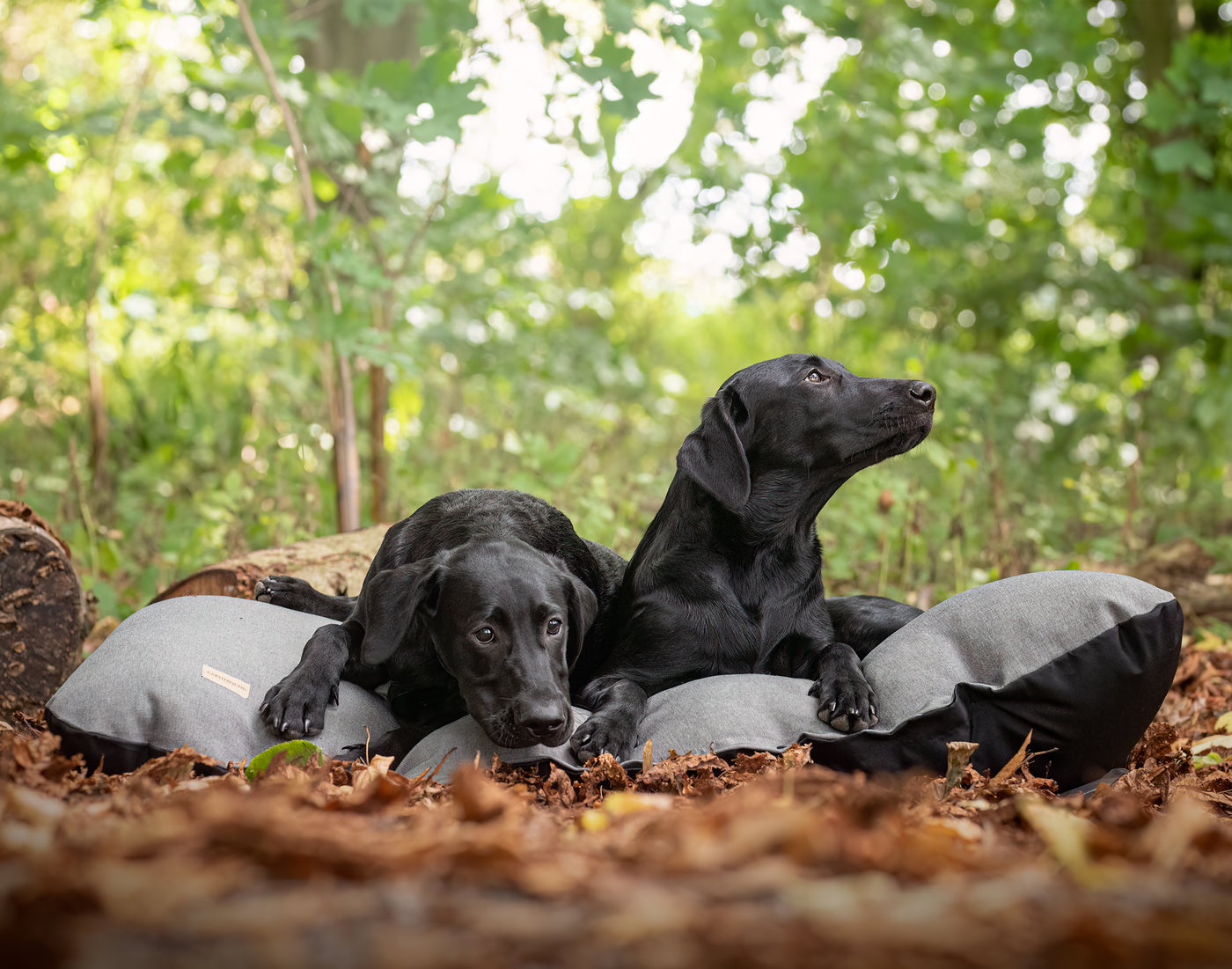 labrador sitting on a flat dog cushion