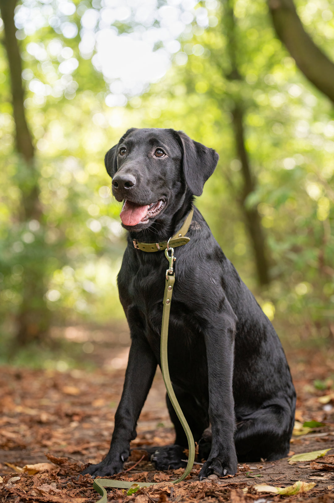 Dog wearing green soft country leather dog collar and green soft country leather dog lead