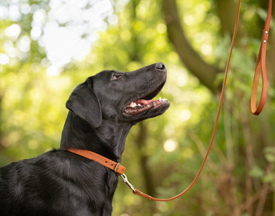 labrador wearing a tan soft country leather dog collar and tan soft country leather dog lead