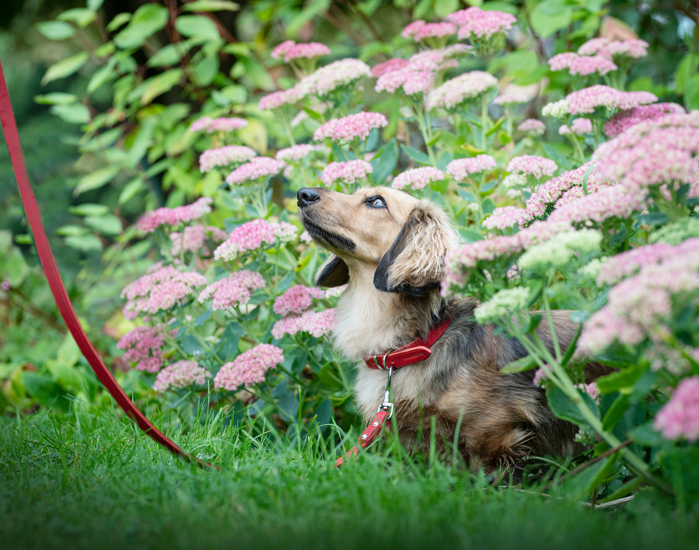 dachshund wearing a red soft country leather dog collar and red soft country leather dog lead