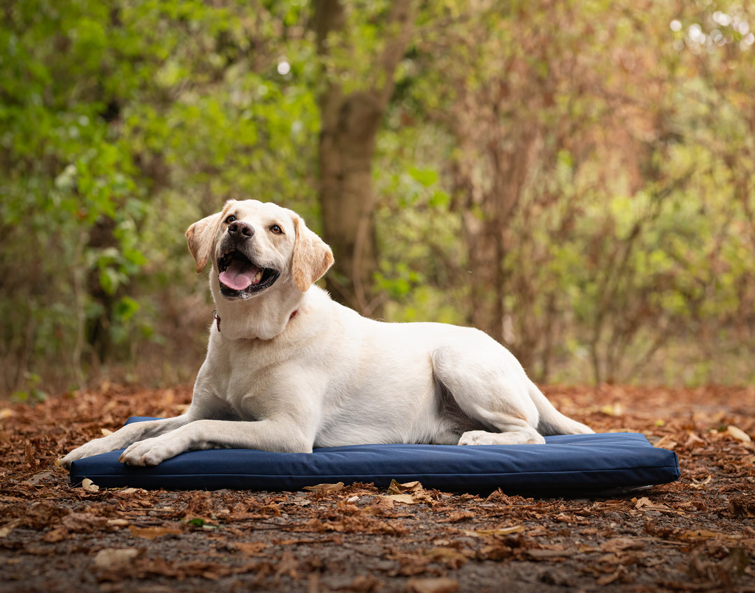 labrador sitting on a waterproof navy dog crate mat