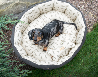 dachshund sitting in a classic round brushed grey dachshund dog bed