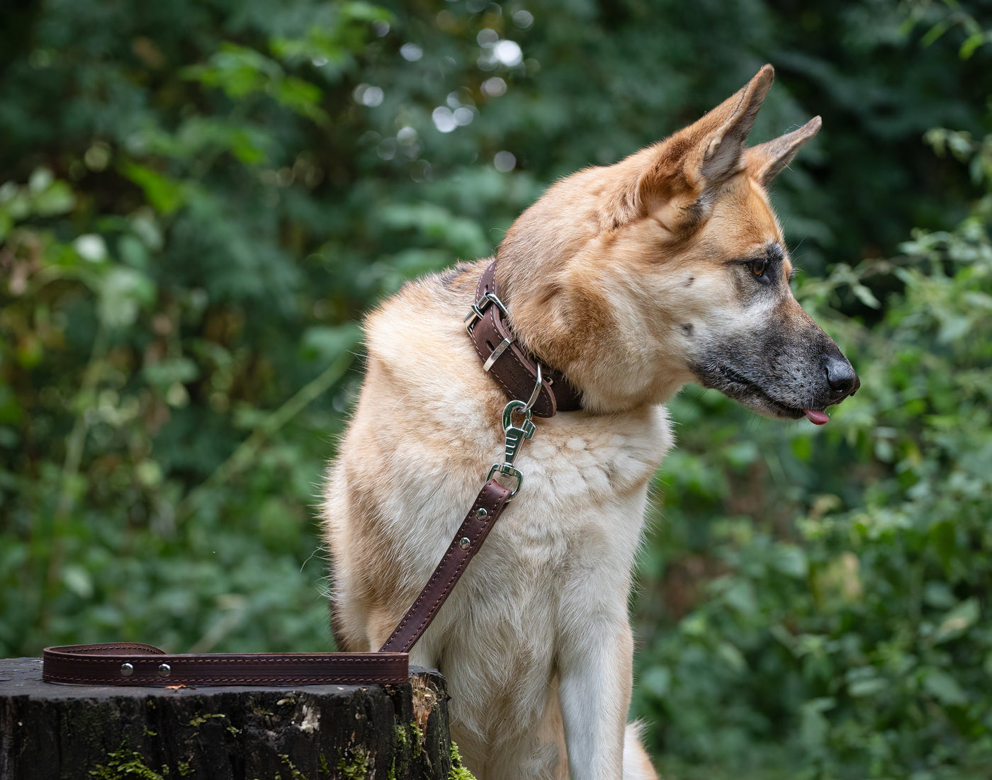 german shepherd wearing a brown ox leather dog collar and brown ox leather dog lead