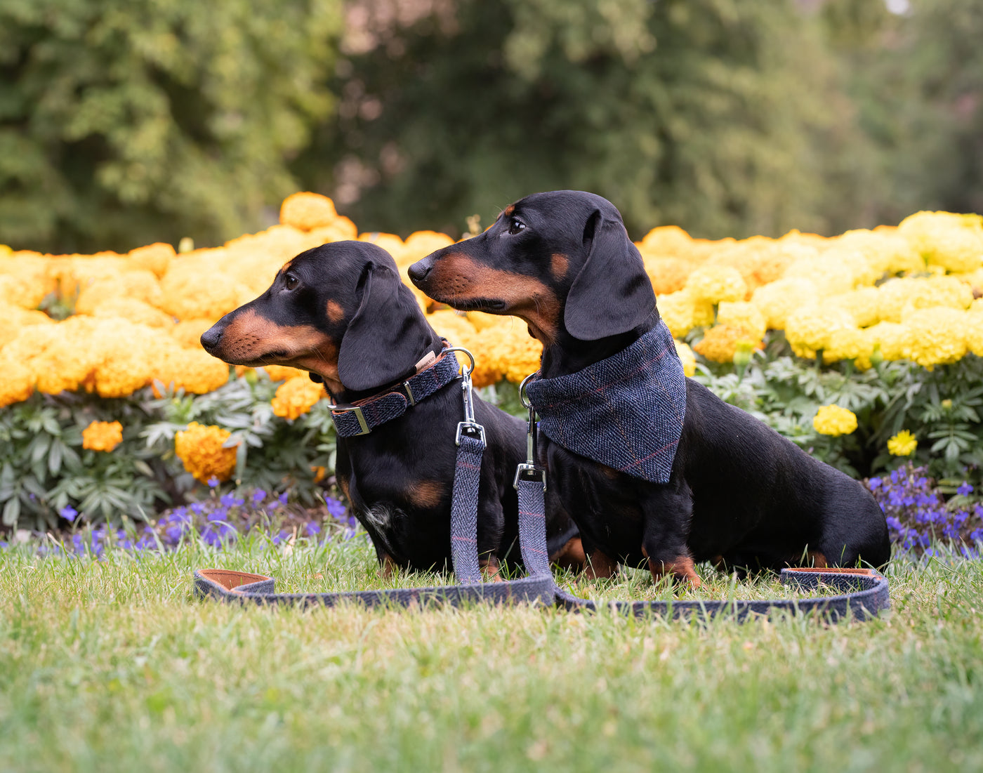 2 dachshund wearing a tweed navy bandana, tweed navy dog collar and tweed navy dog lead