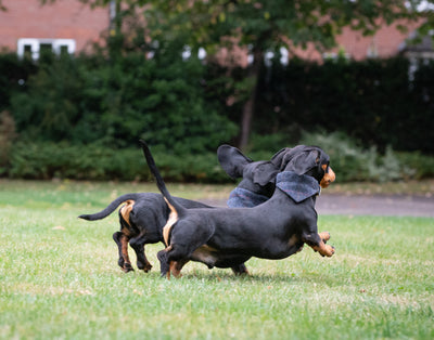 2 dachshund running wearing a tweed navy bandana
