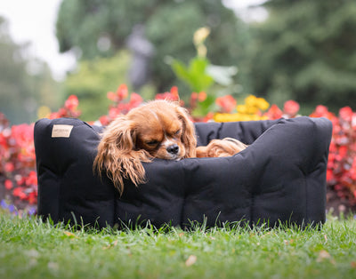 dogs sitting in a classic round black waterproof dog bed