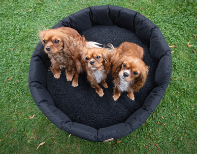 dogs sitting in a classic round black waterproof dog bed