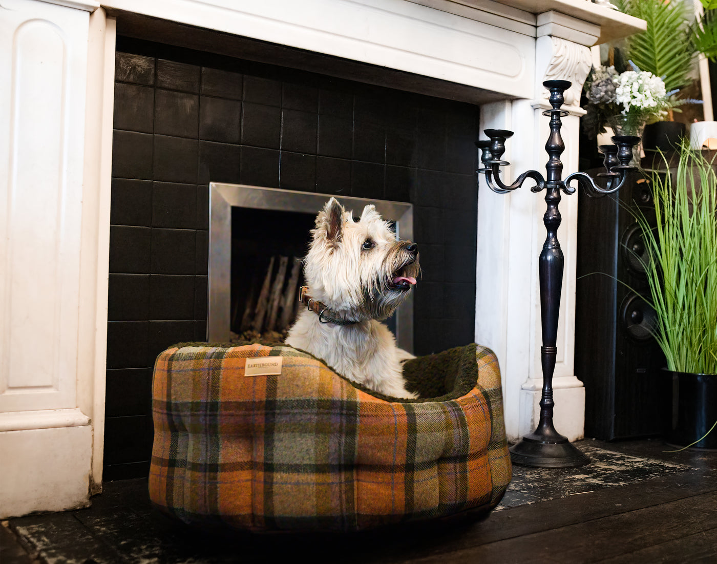 dog sitting in a orange check tweed classic round dog bed