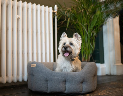 dog sitting in a classic round tweed dog bed