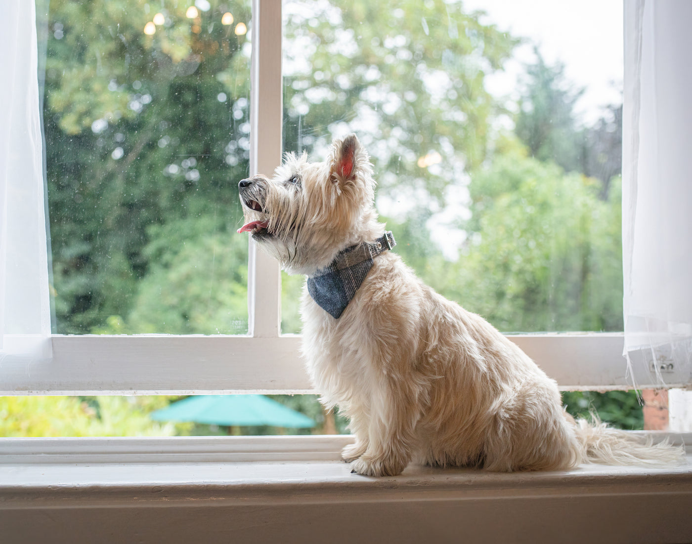 dog wearing a grey check tweed dog bandana and dog collar