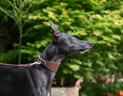 whippet wearing a brown leather whippet dog collar and brown leather whippet dog lead