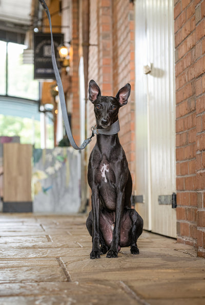 whippet wearing a grey leather whippet dog collar outside lifestyle image