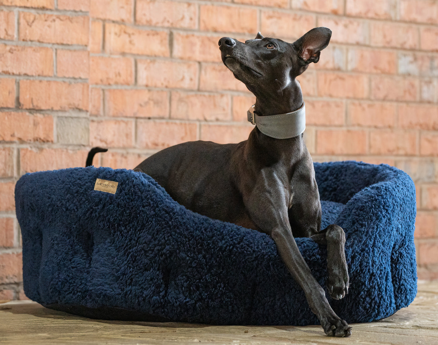 whippet sitting in a classic round navy sherpa dog bed