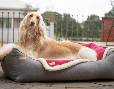 Afghan sitting in a rectangular removable dog bed with a sherpa pet blanket