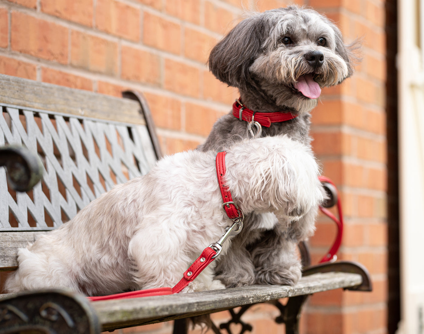 2 dogs wearing a red double leather dog collar and red double leather dog lead