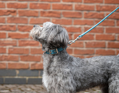 dog wearing a teal camden dog collar and teal camden dog lead
