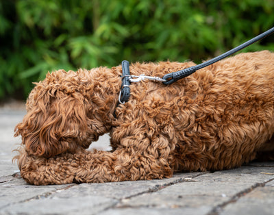 dog wearing a black rolled leather dog collar and black rolled leather dog lead