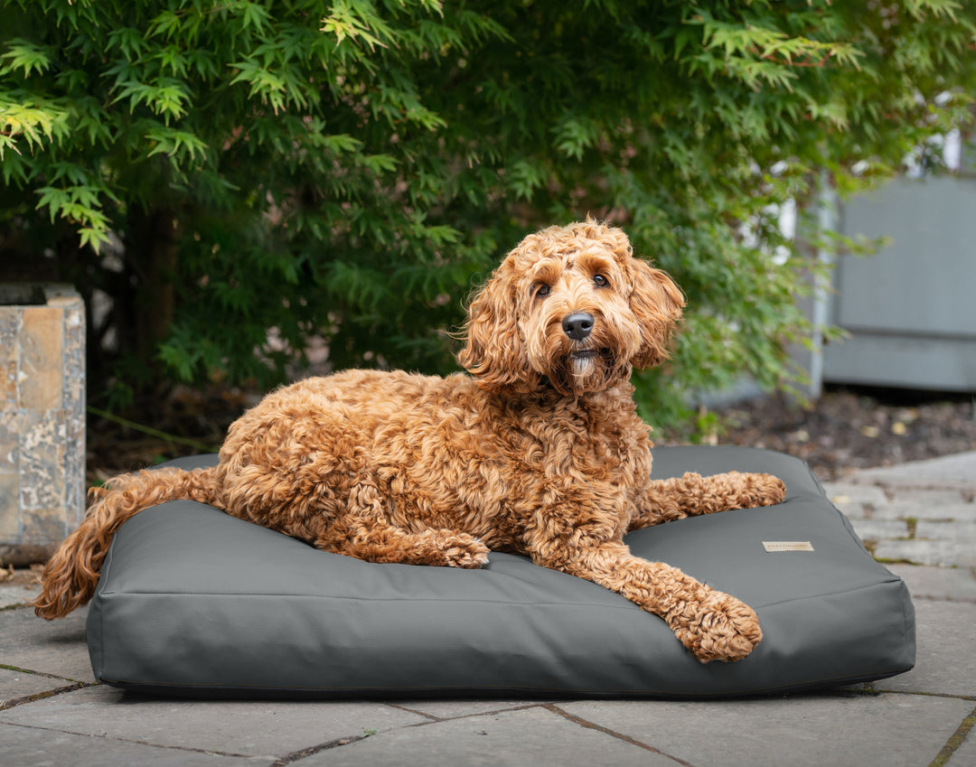 cockapoo sitting on a leather box faux dog cushion