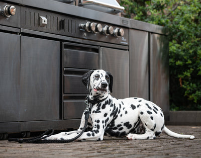 dalmatian wearing a black braided nylon dog collar and black braided nylon dog lead